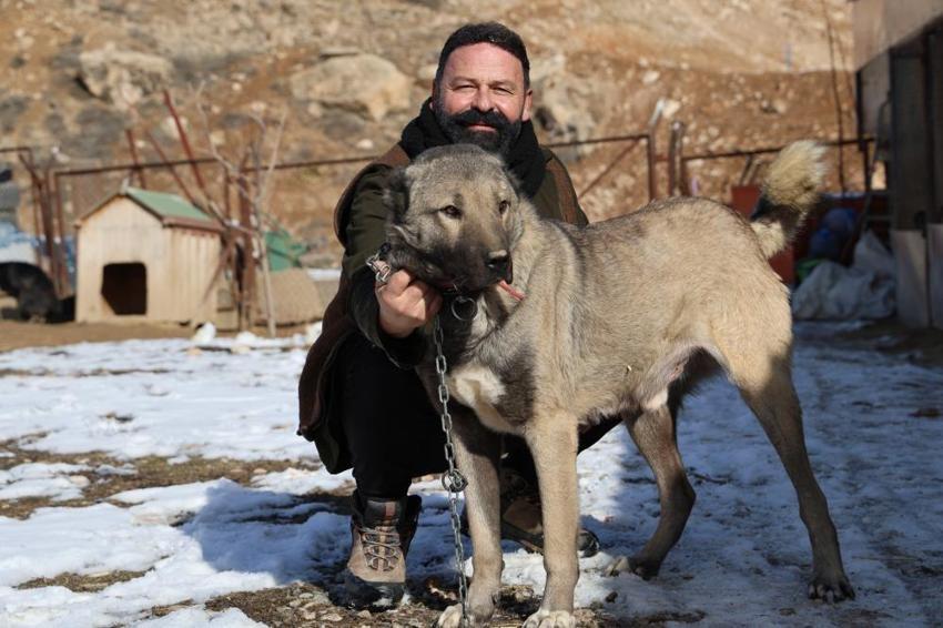 Pusuyu böyle kurup, kurdu böyle avlıyor! Kangal köpeğinin özellikleri hayran bırakıyor