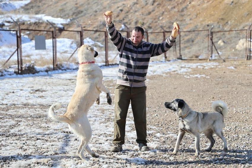 Pusuyu böyle kurup, kurdu böyle avlıyor! Kangal köpeğinin özellikleri hayran bırakıyor