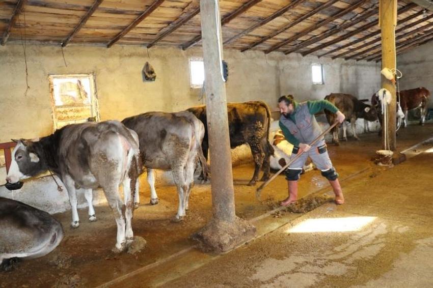Babası evlendirmek için para biriktirdi! O 'Öküz alırız o parayla' diyerek hayvancılığa başladı
