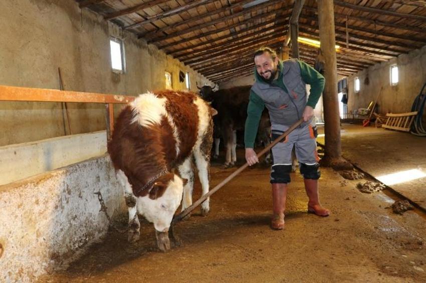 Babası evlendirmek için para biriktirdi! O 'Öküz alırız o parayla' diyerek hayvancılığa başladı
