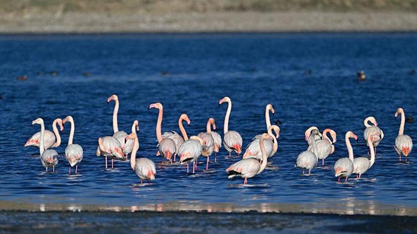 Tam 99 kuş türüne ev sahipliği yapıyor! Van Gölü Havzası'ndan göç etmeyen kuşlara koruma