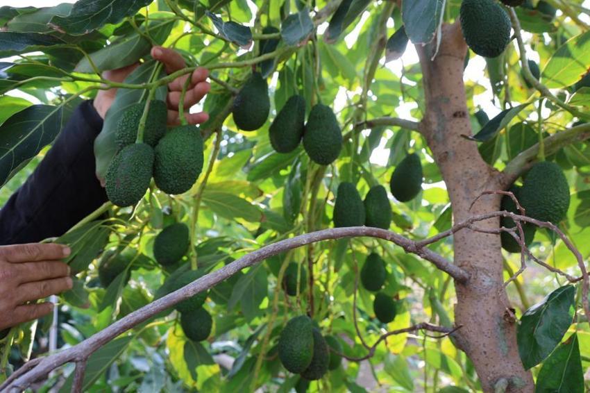 Hukukçu baba ve doktor oğlu tarlada buluştu: 1 yılda 30 ton avokado üretimi yapıyorlar