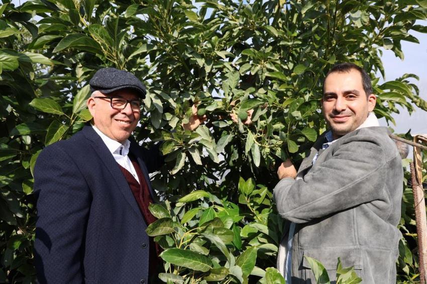 Hukukçu baba ve doktor oğlu tarlada buluştu: 1 yılda 30 ton avokado üretimi yapıyorlar