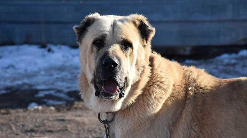 Kangal köpeği sevdasını 'safkan' üretim çiftliğine dönüştürdü