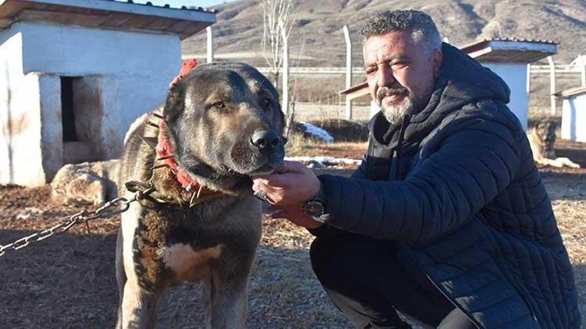 Kangal köpeği sevdasını 'safkan' üretim çiftliğine dönüştürdü