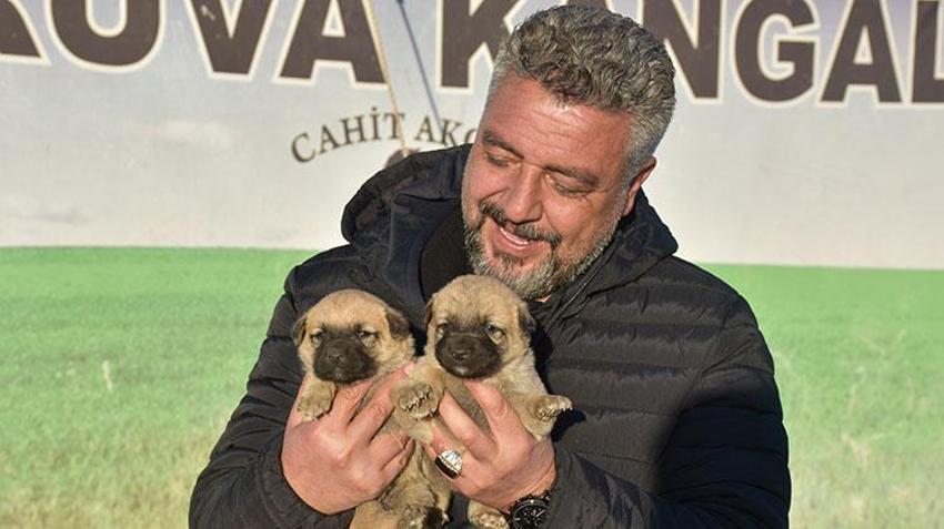 Kangal köpeği sevdasını 'safkan' üretim çiftliğine dönüştürdü