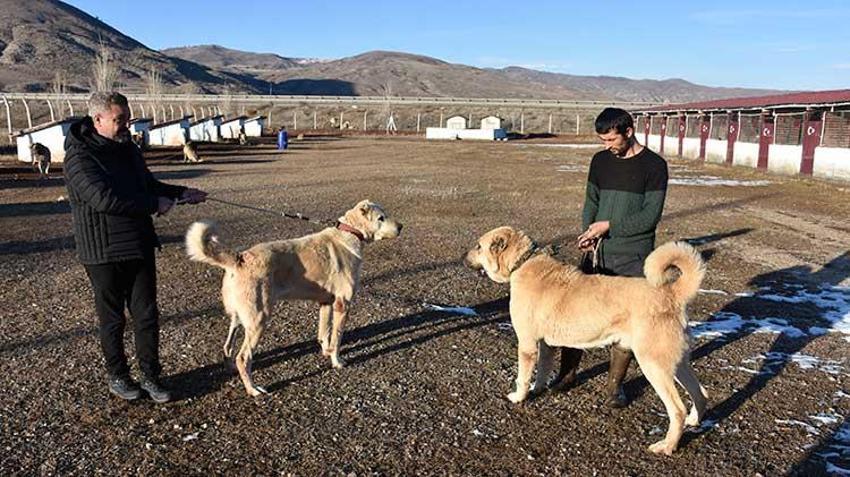 Kangal köpeği sevdasını 'safkan' üretim çiftliğine dönüştürdü