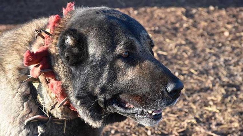 Kangal köpeği sevdasını 'safkan' üretim çiftliğine dönüştürdü
