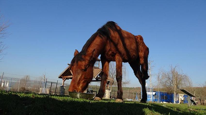 Uyutulmaktan ampute edilerek kurtulan Frida, yaşamını 3 bacağıyla sürdürüyor