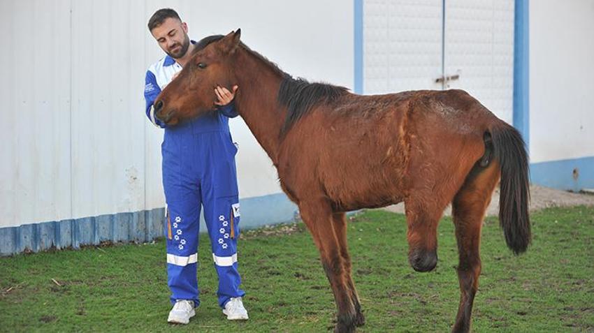 Uyutulmaktan ampute edilerek kurtulan Frida, yaşamını 3 bacağıyla sürdürüyor