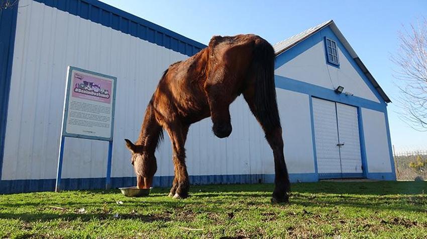 Uyutulmaktan ampute edilerek kurtulan Frida, yaşamını 3 bacağıyla sürdürüyor
