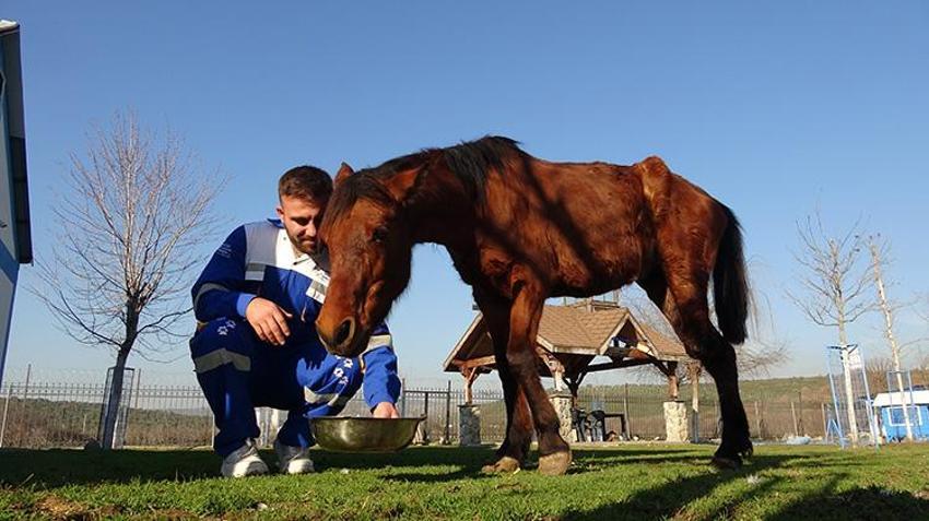 Uyutulmaktan ampute edilerek kurtulan Frida, yaşamını 3 bacağıyla sürdürüyor