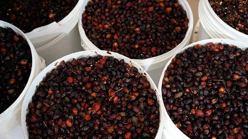 Gümüşhane dağlarında yetişiyor! C vitamini deposu