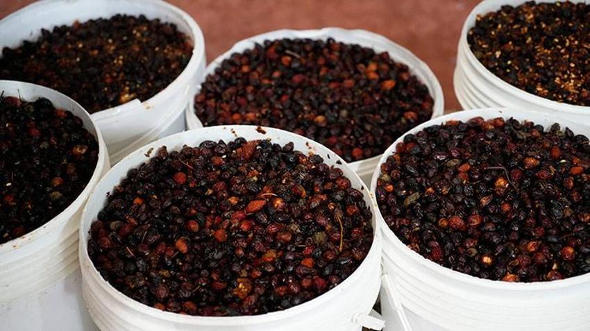 Gümüşhane dağlarında yetişiyor! C vitamini deposu