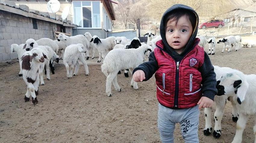 Erzincan'da yürekleri ısıtan görüntüler! Sürü sahipleri annelerinin emzirmediği kuzuları biberonla emziriyor