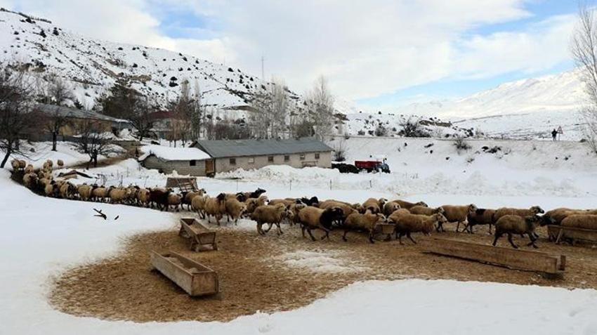 Erzincan'da yürekleri ısıtan görüntüler! Sürü sahipleri annelerinin emzirmediği kuzuları biberonla emziriyor
