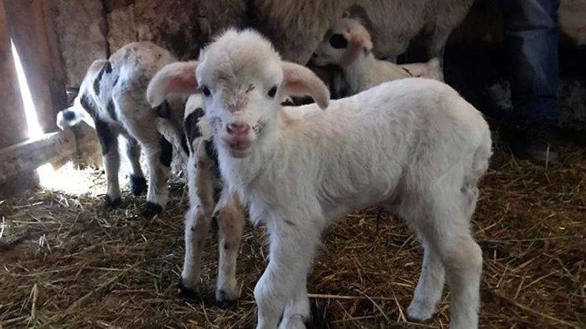 Erzincan'da yürekleri ısıtan görüntüler! Sürü sahipleri annelerinin emzirmediği kuzuları biberonla emziriyor