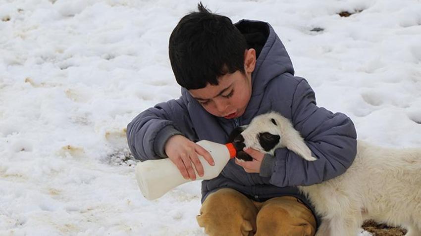Erzincan'da yürekleri ısıtan görüntüler! Sürü sahipleri annelerinin emzirmediği kuzuları biberonla emziriyor