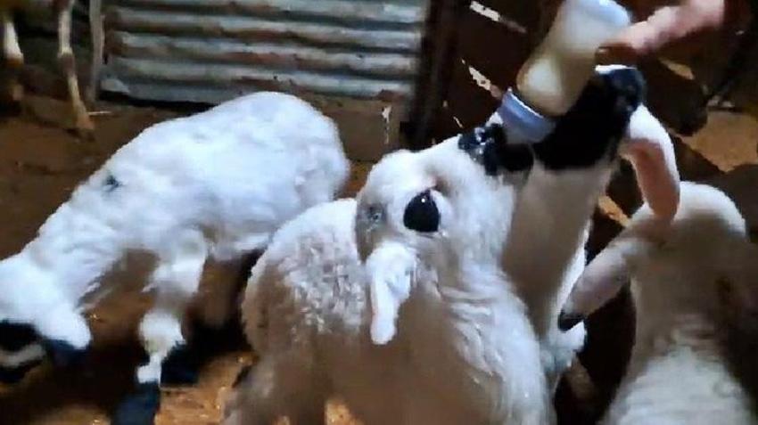 Erzincan'da yürekleri ısıtan görüntüler! Sürü sahipleri annelerinin emzirmediği kuzuları biberonla emziriyor