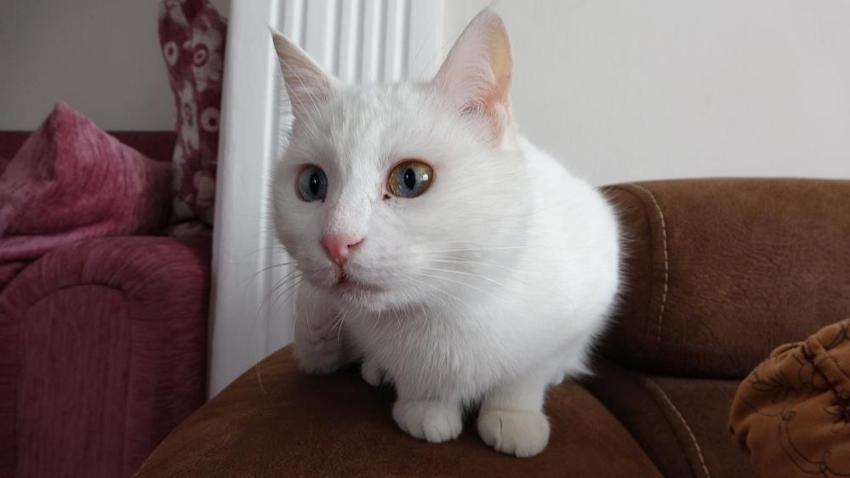 Van kedilerinin neslini kurtarmak için evinin kapılarını açtı: Evinde tam 35 kedi besliyor