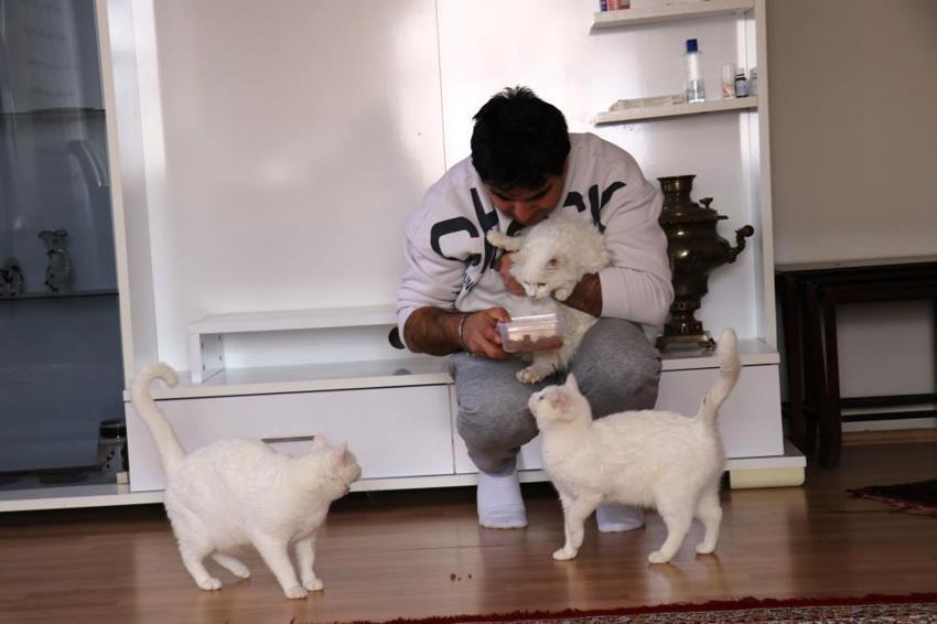 Van kedilerinin neslini kurtarmak için evinin kapılarını açtı: Evinde tam 35 kedi besliyor