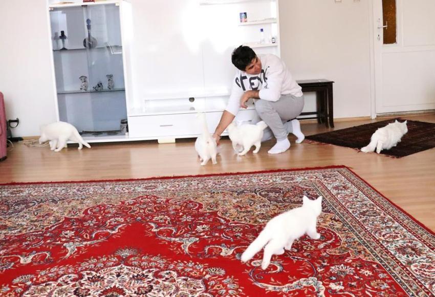 Van kedilerinin neslini kurtarmak için evinin kapılarını açtı: Evinde tam 35 kedi besliyor
