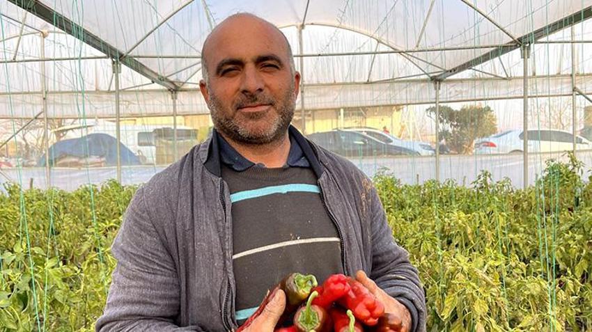 GAP projesiyle suya kavuşan Harran Ovası'nda seralar bereketlendi