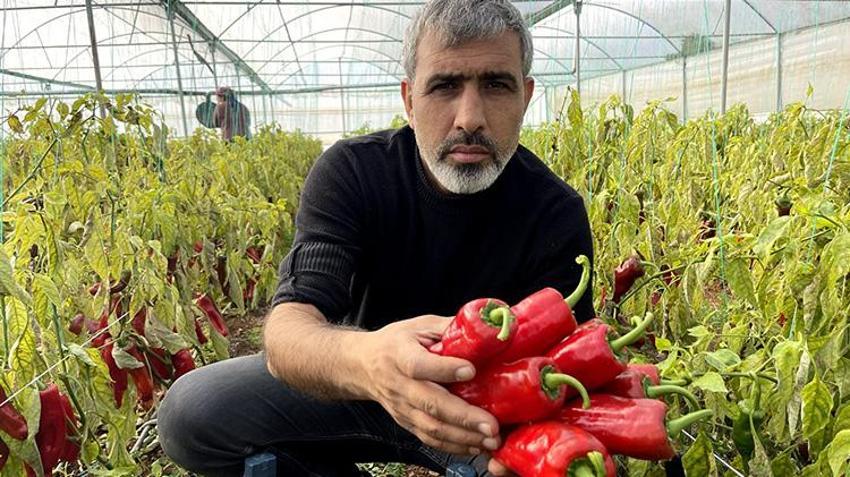 GAP projesiyle suya kavuşan Harran Ovası'nda seralar bereketlendi