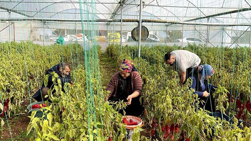 GAP projesiyle suya kavuşan Harran Ovası'nda seralar bereketlendi