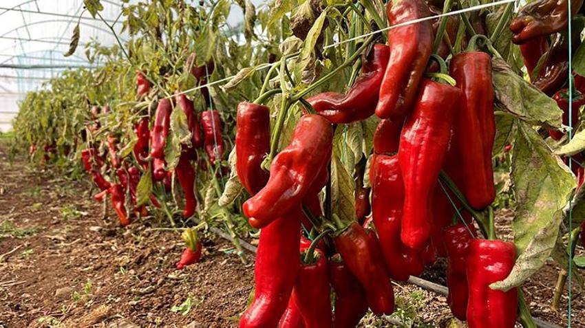 GAP projesiyle suya kavuşan Harran Ovası'nda seralar bereketlendi