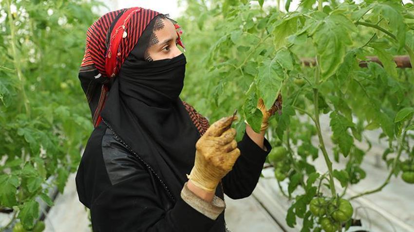 Erzincan'da jeotermal su kaynaklarıyla seralarda domates üretimi yapılıyor
