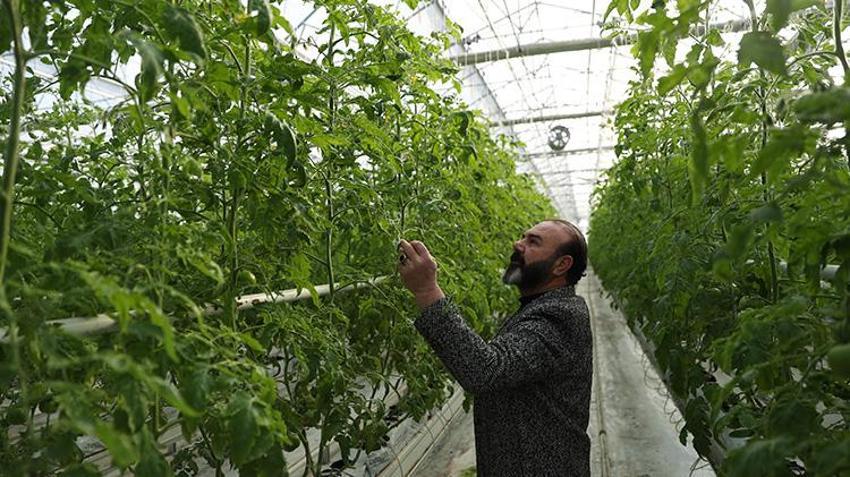 Erzincan'da jeotermal su kaynaklarıyla seralarda domates üretimi yapılıyor
