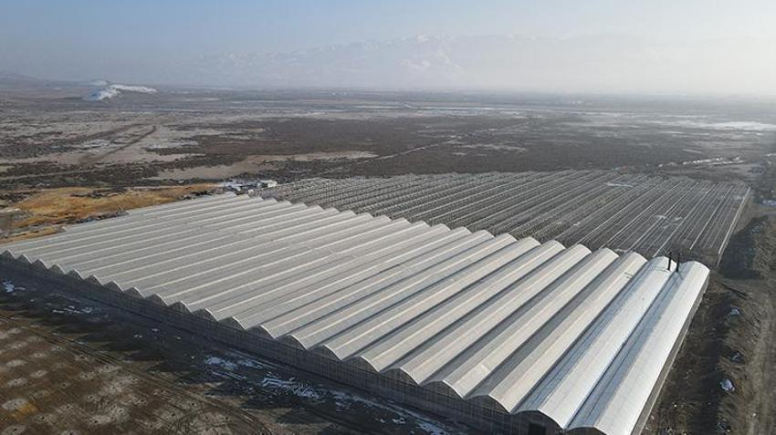 Erzincan'da jeotermal su kaynaklarıyla seralarda domates üretimi yapılıyor