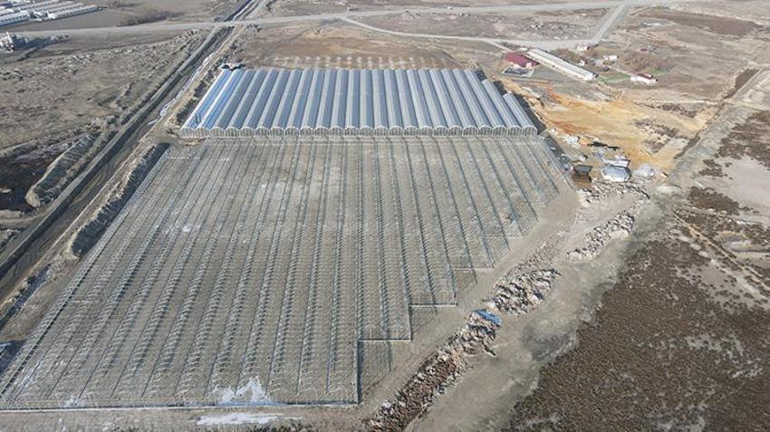 Erzincan'da jeotermal su kaynaklarıyla seralarda domates üretimi yapılıyor