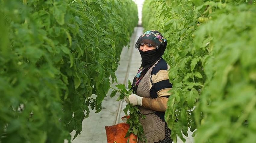 Erzincan'da jeotermal su kaynaklarıyla seralarda domates üretimi yapılıyor