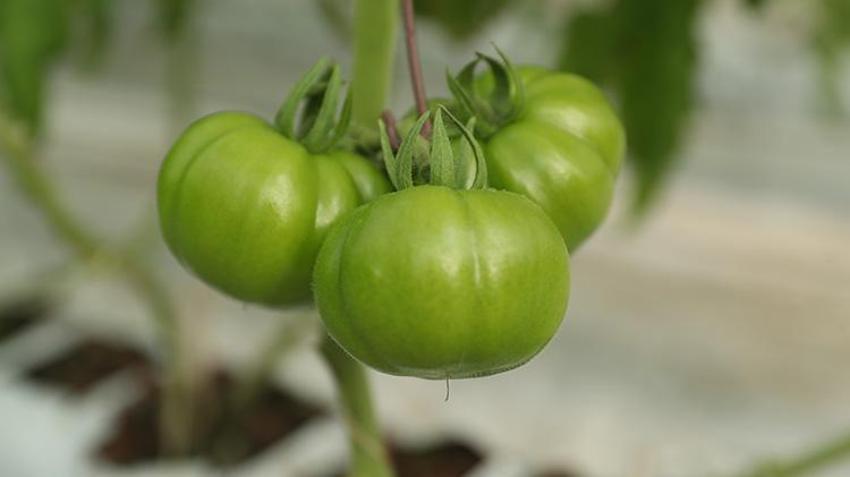 Erzincan'da jeotermal su kaynaklarıyla seralarda domates üretimi yapılıyor