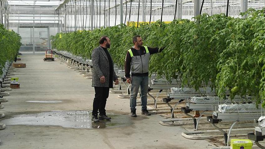 Erzincan'da jeotermal su kaynaklarıyla seralarda domates üretimi yapılıyor