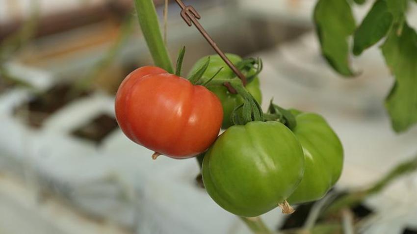 Erzincan'da jeotermal su kaynaklarıyla seralarda domates üretimi yapılıyor