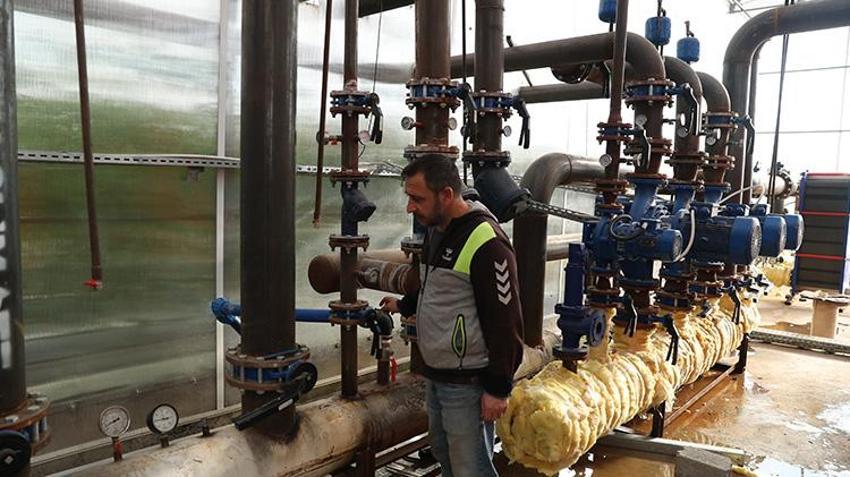 Erzincan'da jeotermal su kaynaklarıyla seralarda domates üretimi yapılıyor
