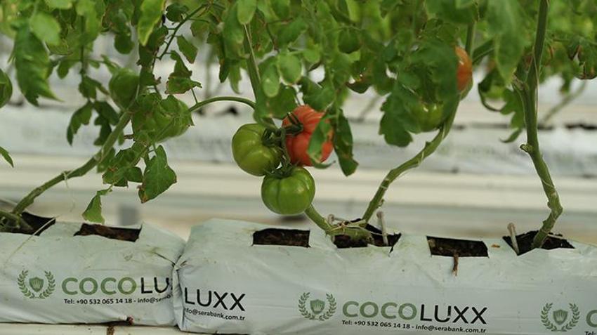 Erzincan'da jeotermal su kaynaklarıyla seralarda domates üretimi yapılıyor