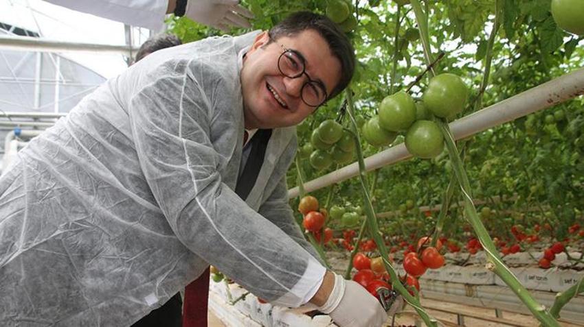 Manisa'da jeotermal serada yılın ilk hasadı gerçekleşti! Bölgenin en önemli tarımsal inovasyonu