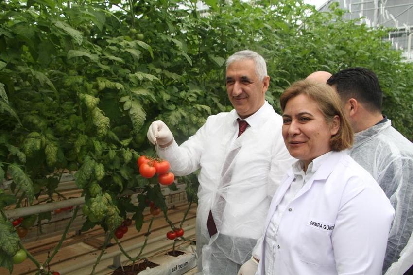 Manisa'da jeotermal serada yılın ilk hasadı gerçekleşti! Bölgenin en önemli tarımsal inovasyonu