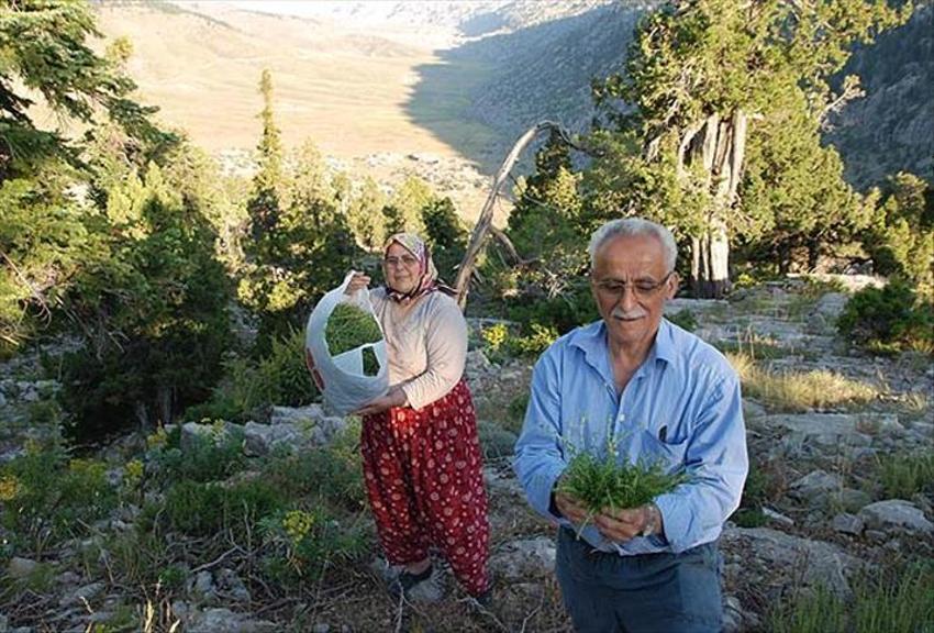 Dünya bu mucize bitkiyi Türkiye'den alıyor! 77 türü var, rekor kırıldı, 62 milyon dolarlık satış yapıldı