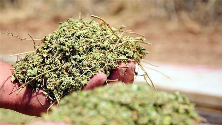 Dünya bu mucize bitkiyi Türkiye'den alıyor! 77 türü var, rekor kırıldı, 62 milyon dolarlık satış yapıldı