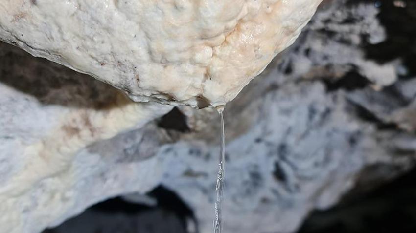 Türkiye'de bir ilk! Samsun'da mağarada bulundu, ilaç olarak kullanılacak