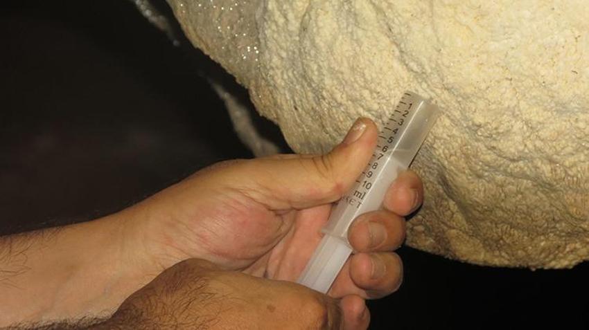 Türkiye'de bir ilk! Samsun'da mağarada bulundu, ilaç olarak kullanılacak