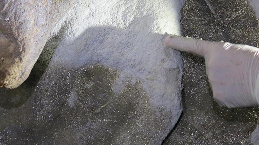 Türkiye'de bir ilk! Samsun'da mağarada bulundu, ilaç olarak kullanılacak