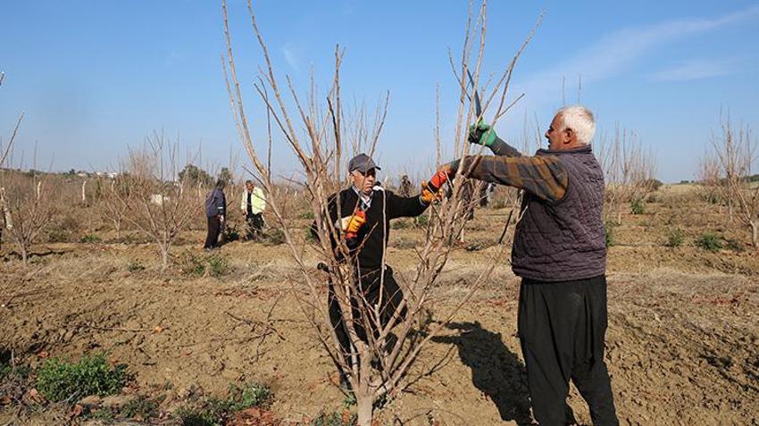 Adana Kozan'da budama ustaları teknolojiyle rahatladı! Nasırlı ellerden eser kalmadı