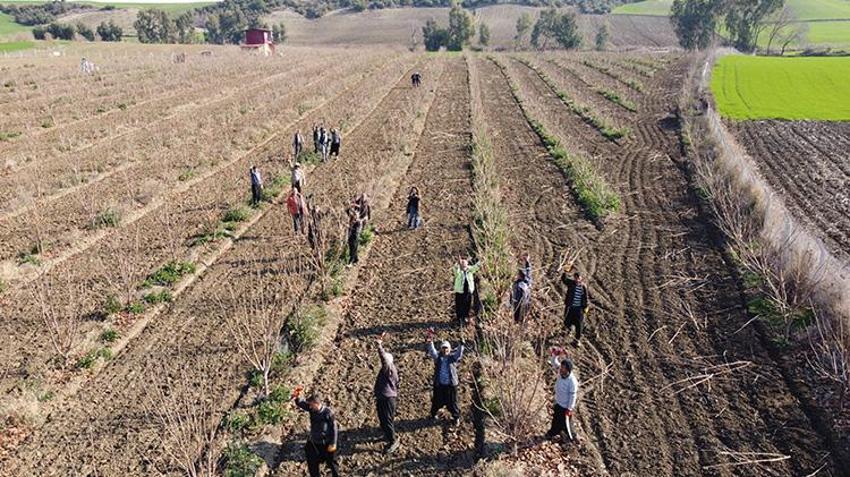 Adana Kozan'da budama ustaları teknolojiyle rahatladı! Nasırlı ellerden eser kalmadı