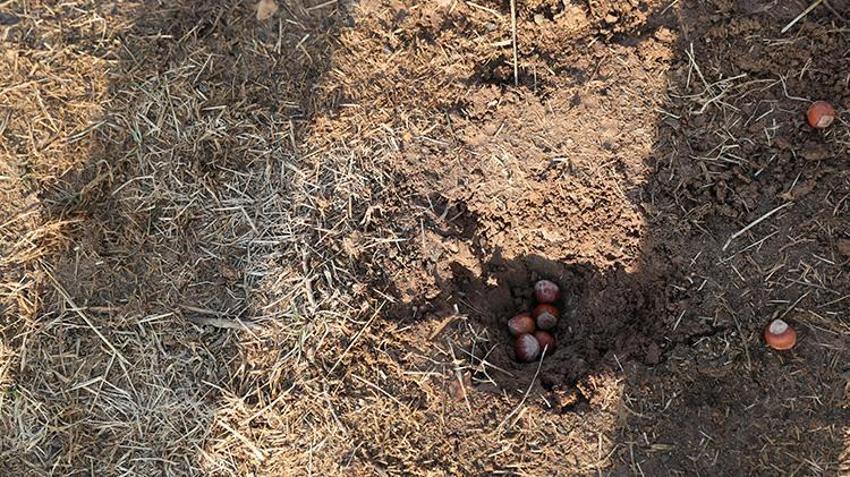 Erzincan'da bir akademisyen 20 yıllık çalışmasının sonunda geleneksel oyunların kitabını yazdı